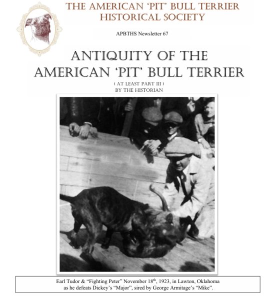 067 Antiquity of the American Piat Bull Terier